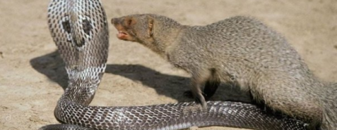 Why mongoose does not die of snake bites?