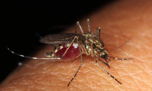 What are the benefits of mosquitoes?