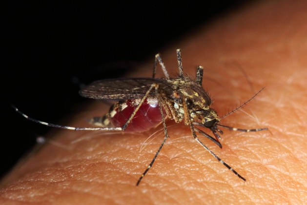 What are the benefits of mosquitoes?